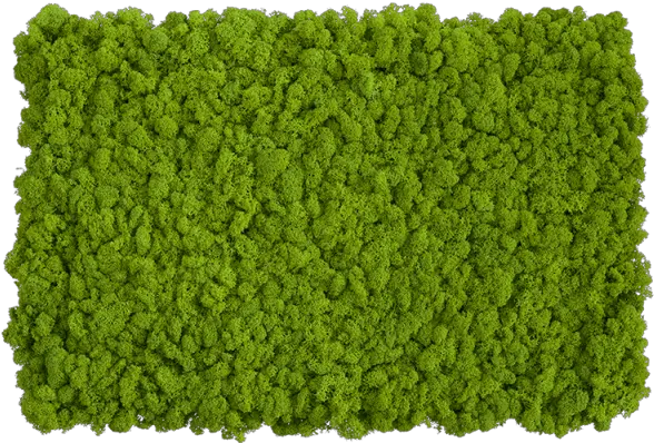  Download Hd Self Assembly Of Moss Wall Moss Png Texture Moss Png