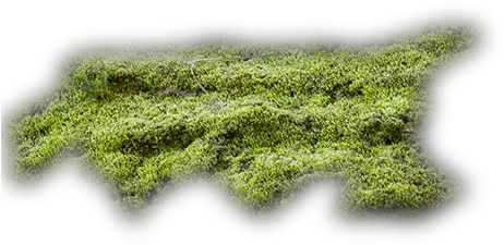  Moss Texture Transparent Png Clipart Moss Png Texture Moss Png