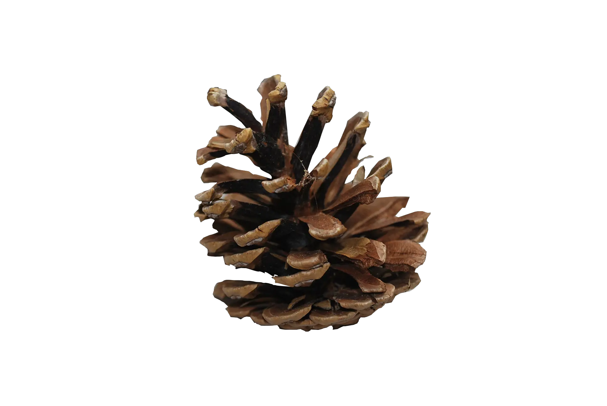  Pine Cone Png Pic 9 Transparent Background Images Free Pine Cone Transparent Background Needle Transparent Background