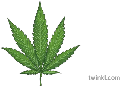  Cannabis Leaf Illustration Twinkl Cannabis Png Cannabis Leaf Png