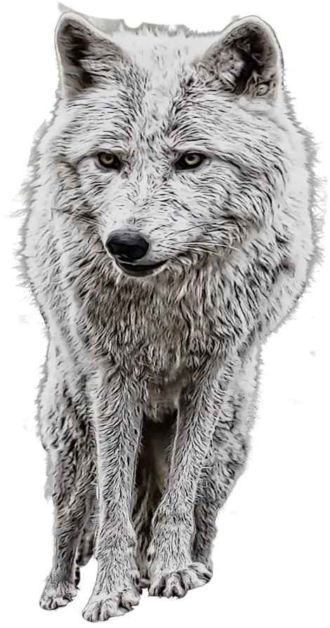  Wolfphoto Manipulationwhitepngroyalty Free Image From Full Hd Manipulation Background Png Wolf Head Png