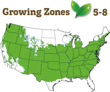  Crimson Queen Japanese Maple Granny Smith Apple Growing Zone Png Japanese Maple Png
