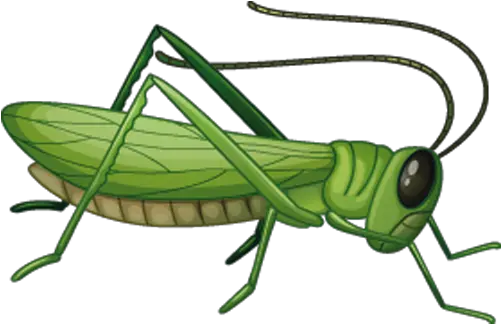  Png Image Collection Free Download Grasshopper Clipart Png Grasshopper Png