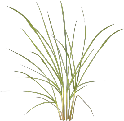  Grasses Drawing Pampas Grass Sweet Grass Png Grasses Png