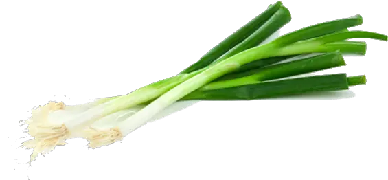  Green Onion Transparent Png Green Onion Transparent Background Onion Png