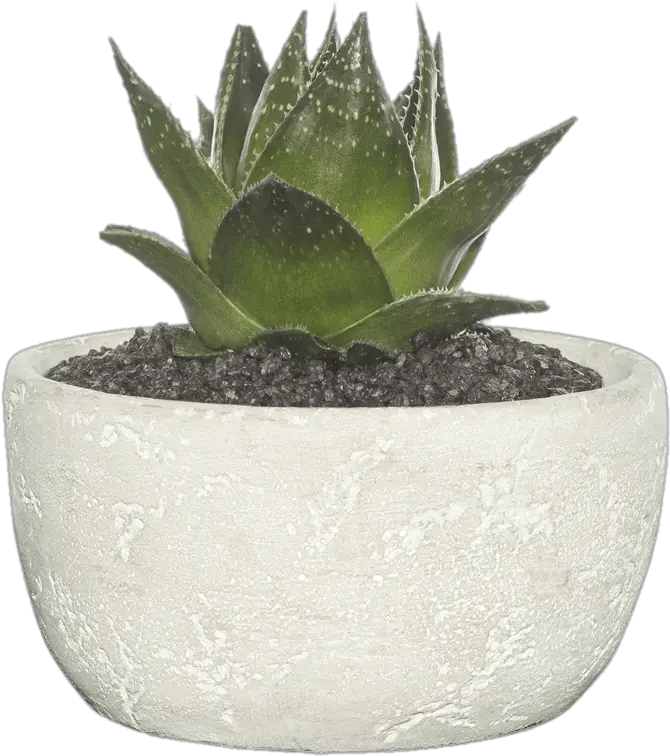  Cement Bowl Transparent Png Succulent Plant Transparent Background Succulent Transparent Background