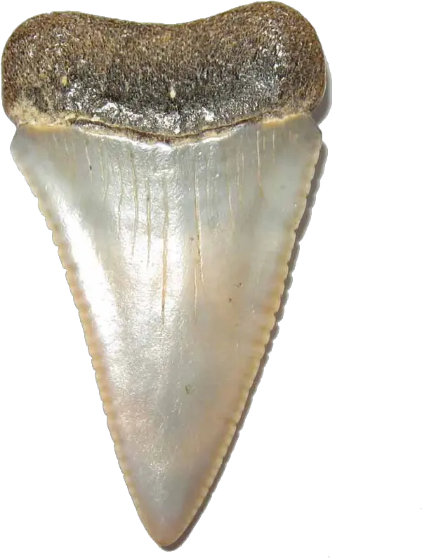  Shark Teeth Transparent Image Png Arts Great White Shark Tooth Png Shark Transparent Background