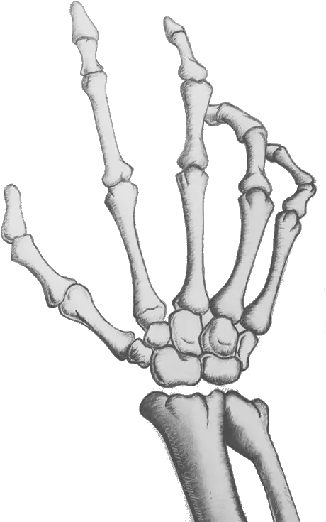  Skeleton Hands Png 2 Image Transparent Skeleton Hand Png Skeleton Hand Png