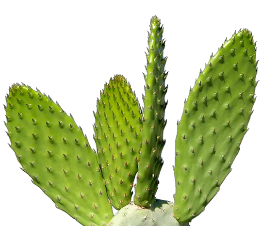  Download Cactus Plant Png 092 Transparent Cactus Png Plant Png