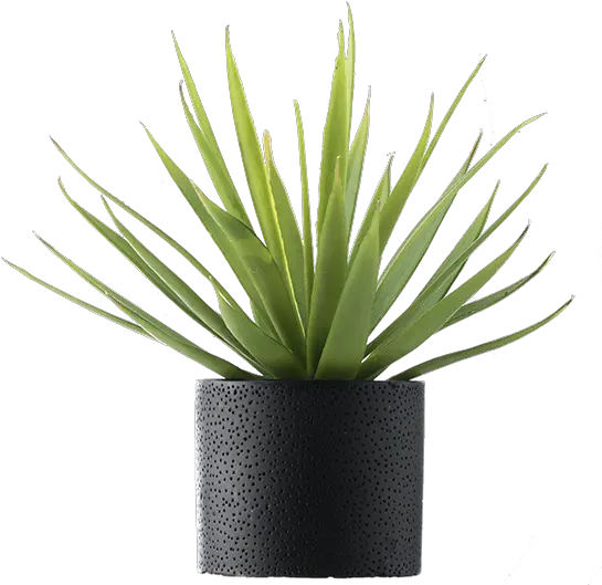  Vase Vector Office Plant Transparent Agave Azul Png Plant Png