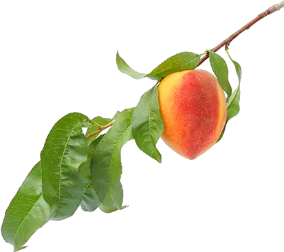  Download Peach Flavor Peach On Tree Png Branch Png