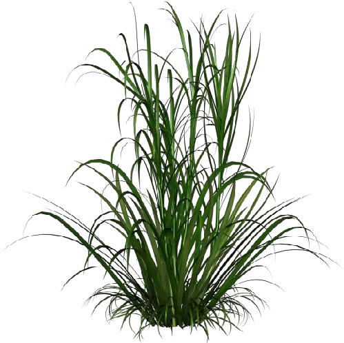  Index Of Heathersssclubroses Tall Grass Texture Png Single Rose Png