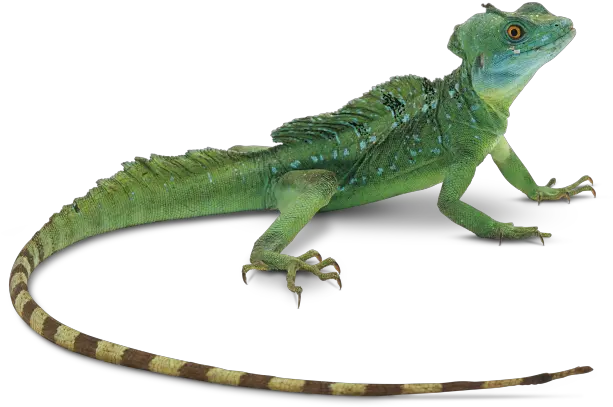  Download Lizard Png Photos Lizard Transparent Background Lizard Transparent