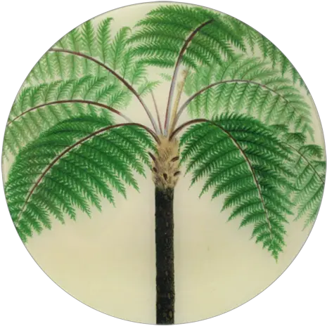  Tropical Palm Frondbanana Leaf Inspired Decor Via Haskell Cyathea Contaminans Sketch Png Palm Fronds Png