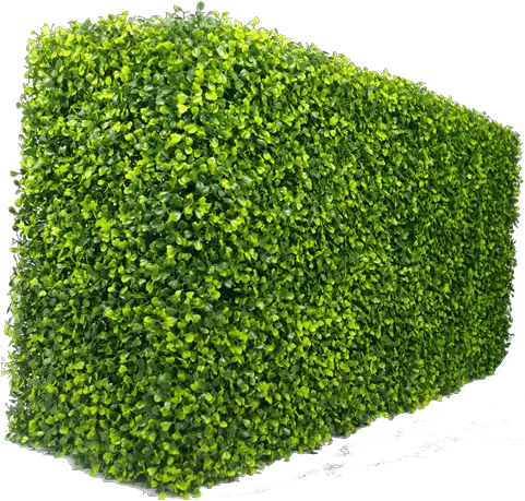  Box Hedge Png 2 Image Boxwood Hedge Png Hedge Png