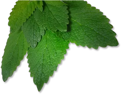  Restaurants In Gahanna Dining Details Spearmint Png Mint Leaves Png