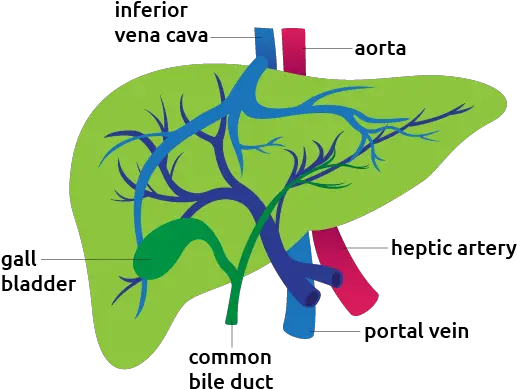  Detail Liver Transparent Png Liver Png