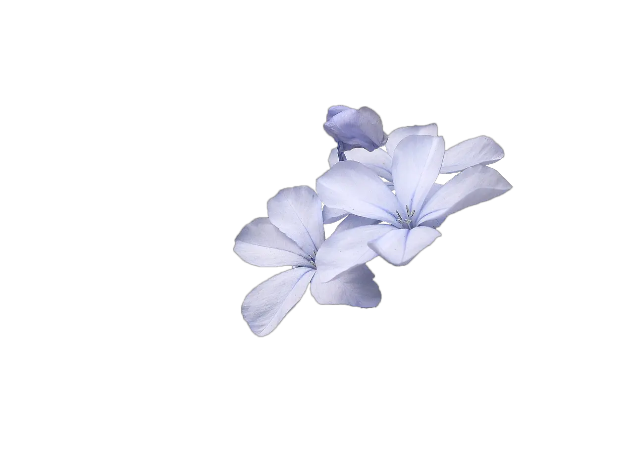  Wild Flowers Blue Flower Transparent Small Flowers Png Blue Flowers Png