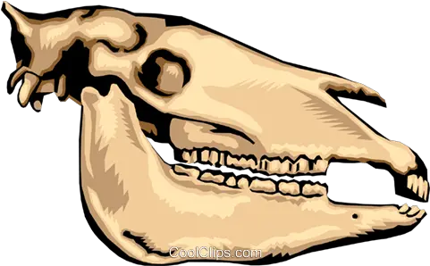  Animal Skull Royalty Free Vector Clip Art Illustration Animal Skull Clipart Png Dinosaur Skull Png