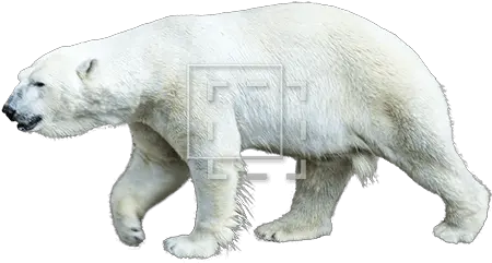  Polar Bear Immediate Entourage Polar Bear Png Polar Bear Png