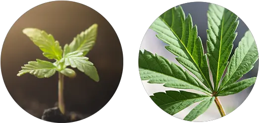  System Houseplant Png Vegetation Png