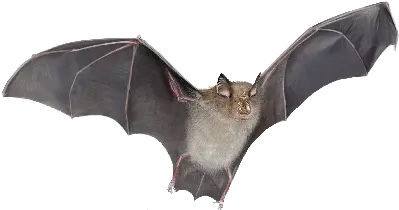  Bat Png Silver Haired Bat Png Bat Transparent