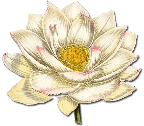  Download Hd Lotus Flower Png White Paper Lotus Lotus Flower Png