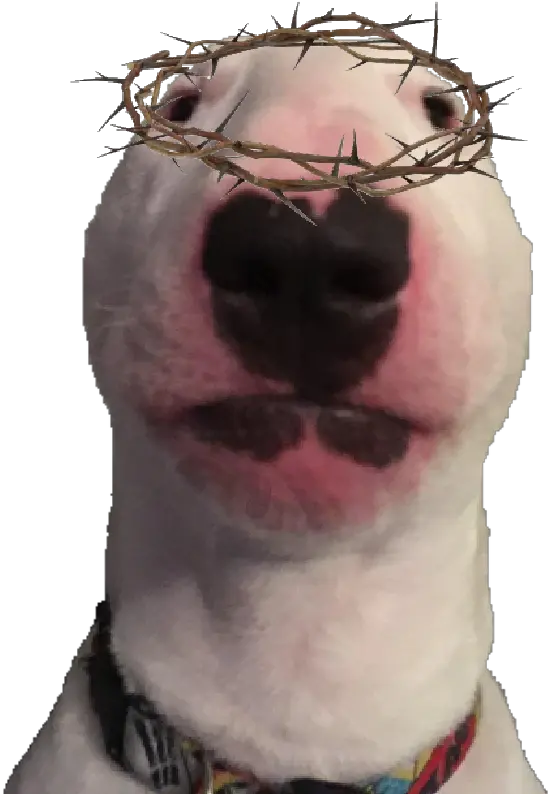  Bull Terrier Png Transparent Walter The Dog Kanye West Head Png