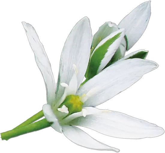  No Star Of Bethlehem Flower Png Star Of Bethlehem Png