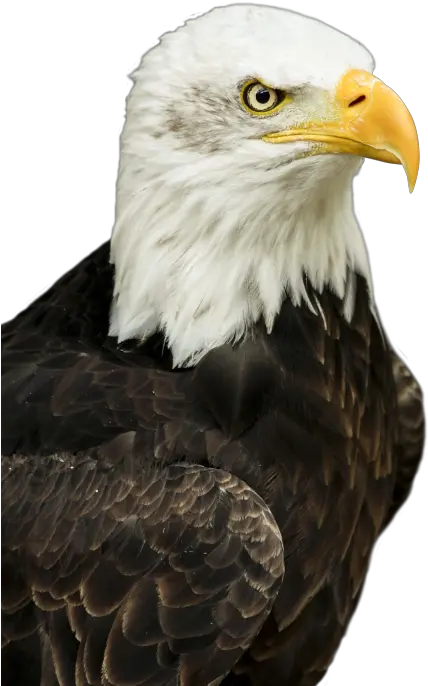  Eagle Png Transparent Image Transparent Bald Eagle Png Eagle Transparent