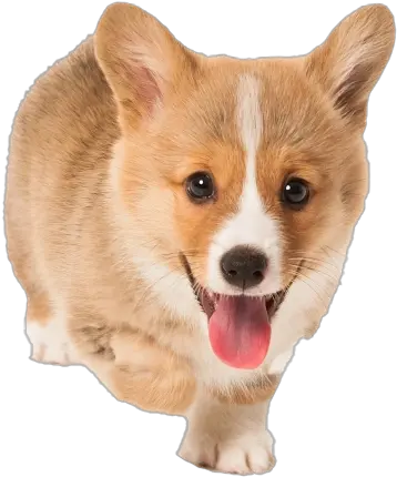  Corgi Png Transparent Picture Corgi Puppy Transparent Background Corgi Png