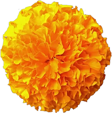  Download Marigold Free Png Transparent Flor De Cempasúchil Animada Marigold Png