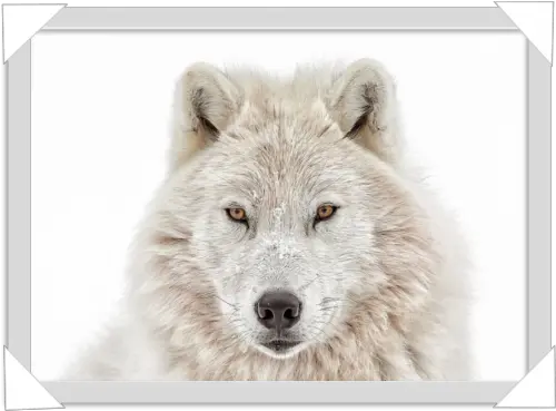  1028 White Wolf Head Winter Wolves In Snow Png Wolf Head Png