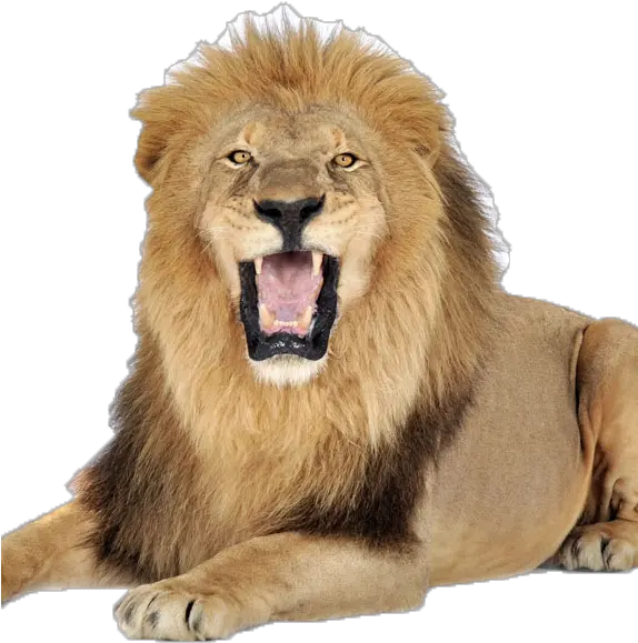  Terrestrial Animal Full Images Of Lion Png Animal Png