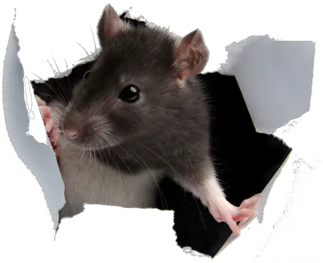  Png Hd Transparent Rats Rat Breaking Through Wall Rat Transparent