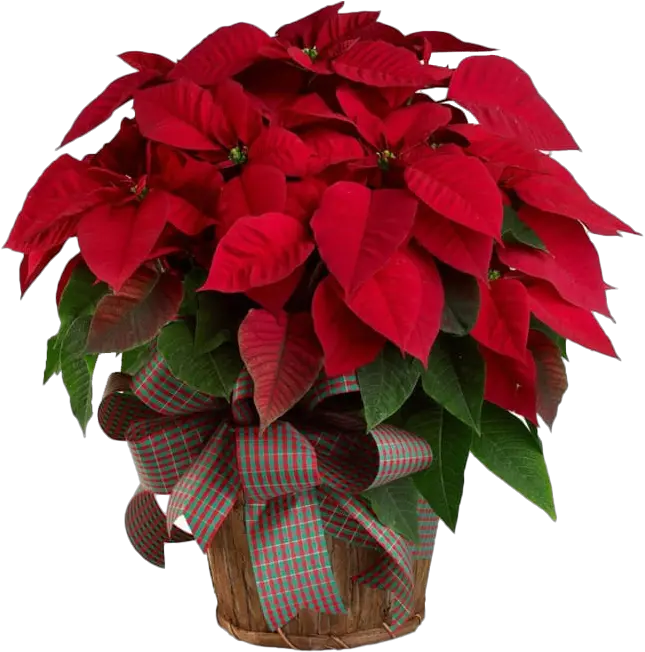  Poinsettia Png Pic Mart Christmas Flowers Poinsettia Transparent Background