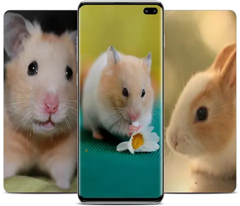  Hamster Wallpapers Apk 10 Download Apk Latest Version Golden Hamster Png Hamster Icon