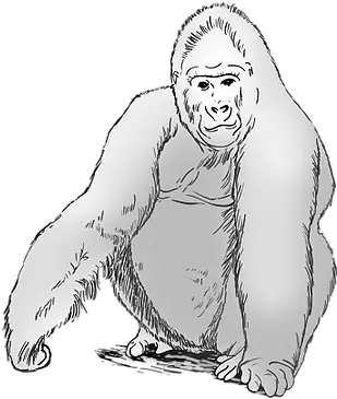  The Big Bang Theory Gorilla Experiment Sketch Png Gorilla Transparent Background