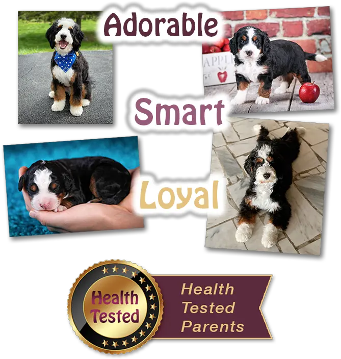  Bernedoodles Breeders Illinois Tri Colored Bernedoodles Dog Supply Png Puppy Love Icon