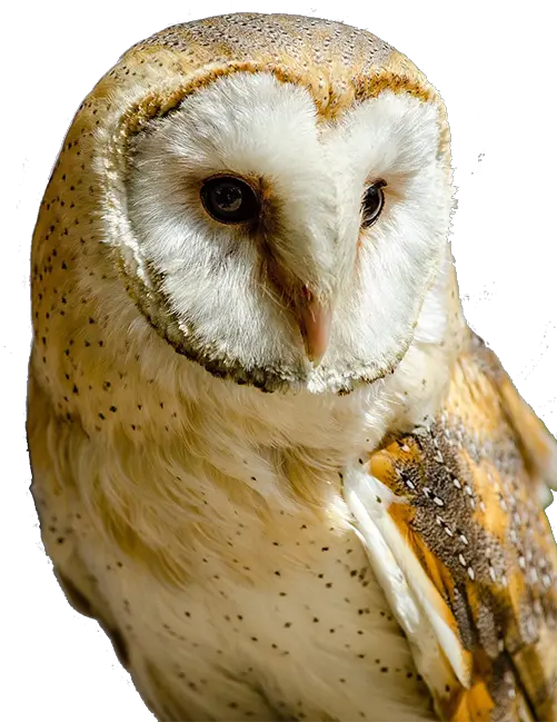  Barn Owl Transparent Png Barn Owl Clip Art Owl Transparent