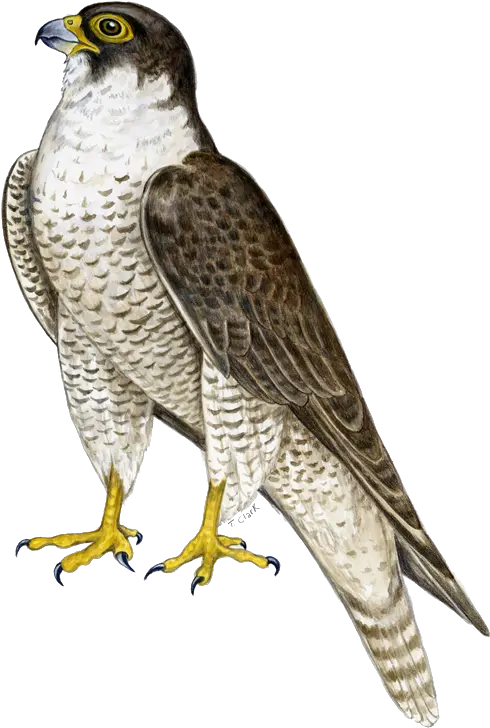  Falcon Png Peregrine Falcon Transparent Background Falcon Png