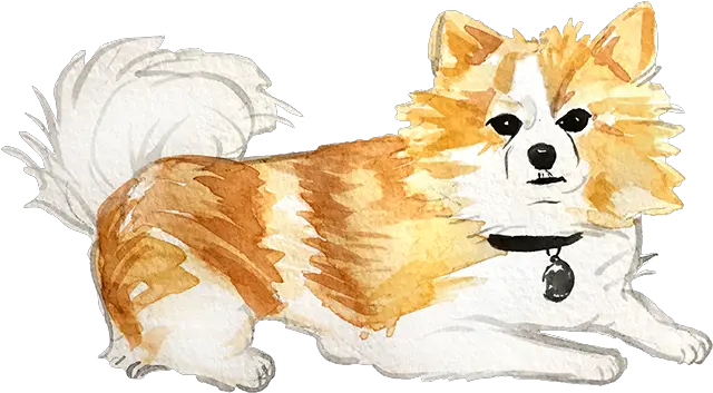  Download Pembroke Welsh Corgi Full Size Png Image Pngkit Northern Breed Group Corgi Transparent