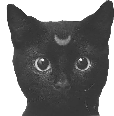  Black Cute Black Cat Transparent Png Kitten Png