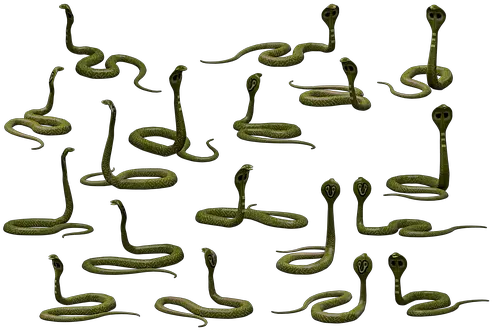  Reptile Poisonous Snake Png Snakes Png