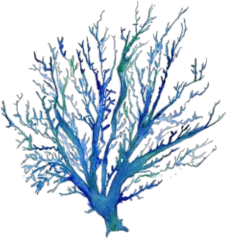  Blue Coral Tree Png Coral Transparent