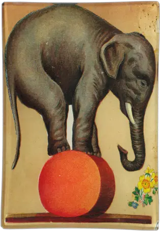  John Derian Decoupage Circus Elephant Vintage Circus Elephant Png Circus Elephant Png