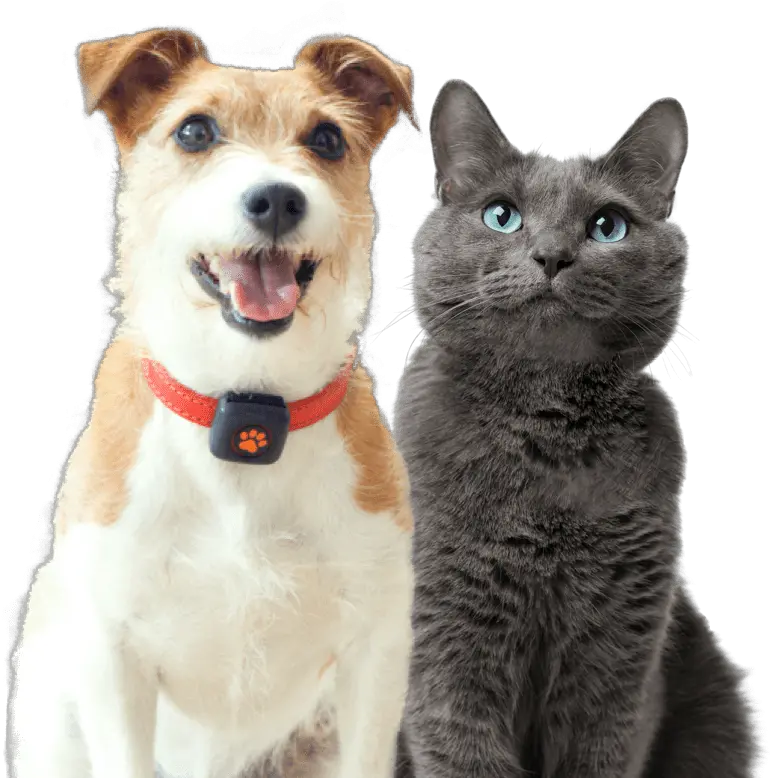  Pet Insurance Cover And Quotes Everypaw Martingale Png Platinum Cats Vs Dogs Icon