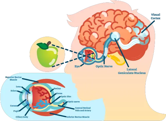  How Vision Works Brainhq From Posit Science Eye And Brain Diagram Png Brain Transparent Background