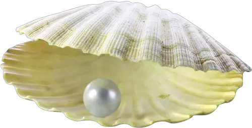  Pearl Shell Transparent U0026 Png Clipart Free Download Ywd Pearl Shell Png Shell Png