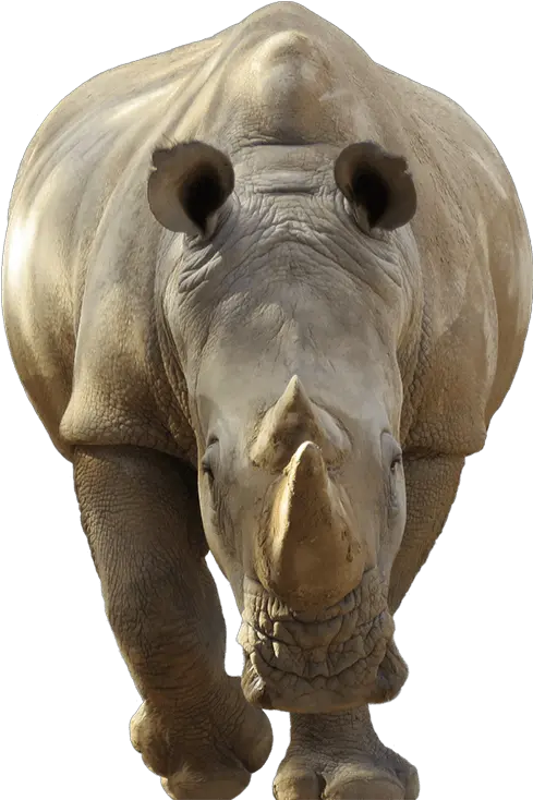  Rhino White Background Images Awb Rhino Head White Background Png Rhino Png